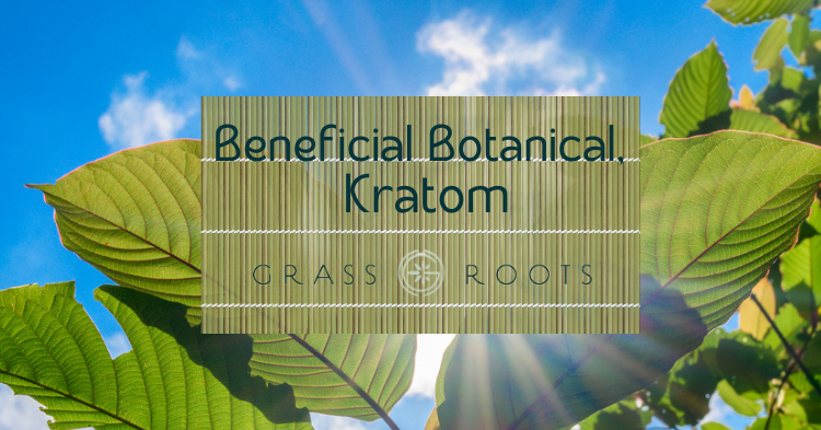 benefits of kratom against growing kratom tree